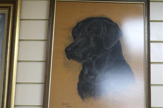 Marjorie Cox, pastel, portrait of a black Labrador Sam, signed and dated 1984, 54 x 40cm